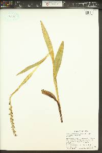 Platanthera dilatata image