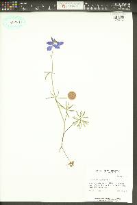 Delphinium nuttallianum image