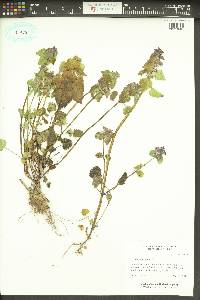 Lamium purpureum image