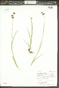 Juncus ensifolius var. montanus image