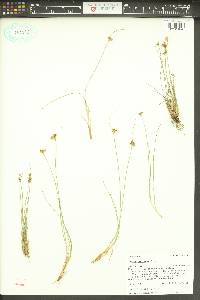 Juncus confusus image