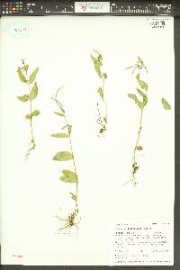 Epilobium lactiflorum image