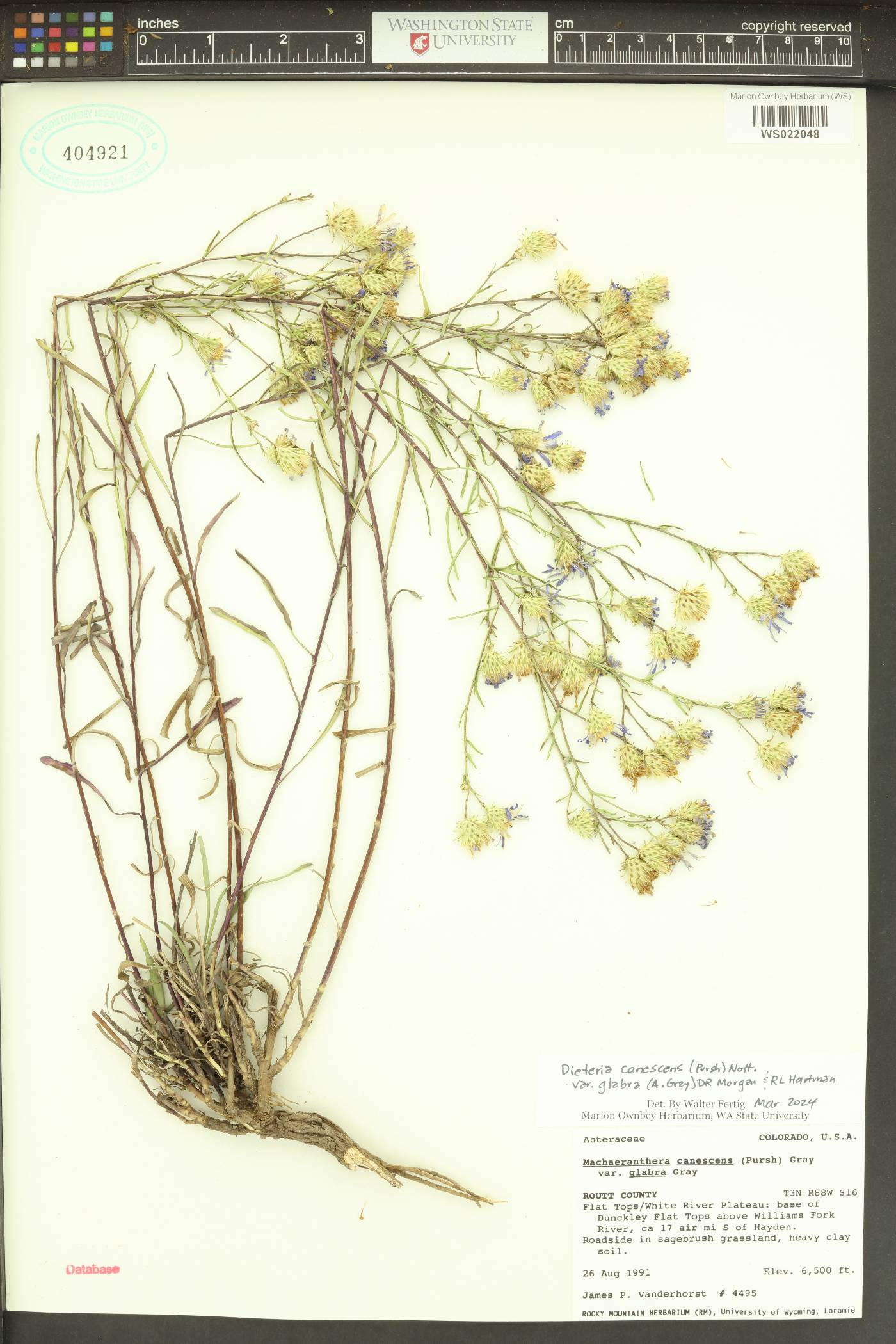 Dieteria canescens var. glabra image