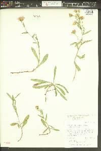 Symphyotrichum foliaceum var. canbyi image