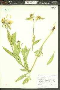 Helianthella uniflora image