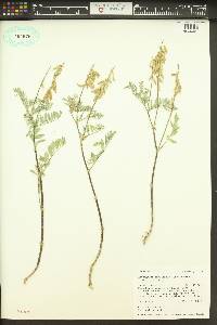 Astragalus bisulcatus image