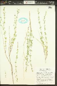 Galium serpenticum image