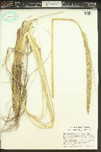 Ammophila breviligulata image