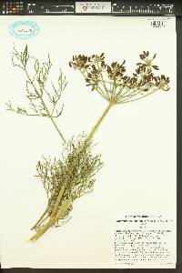 Lomatium suksdorfii image