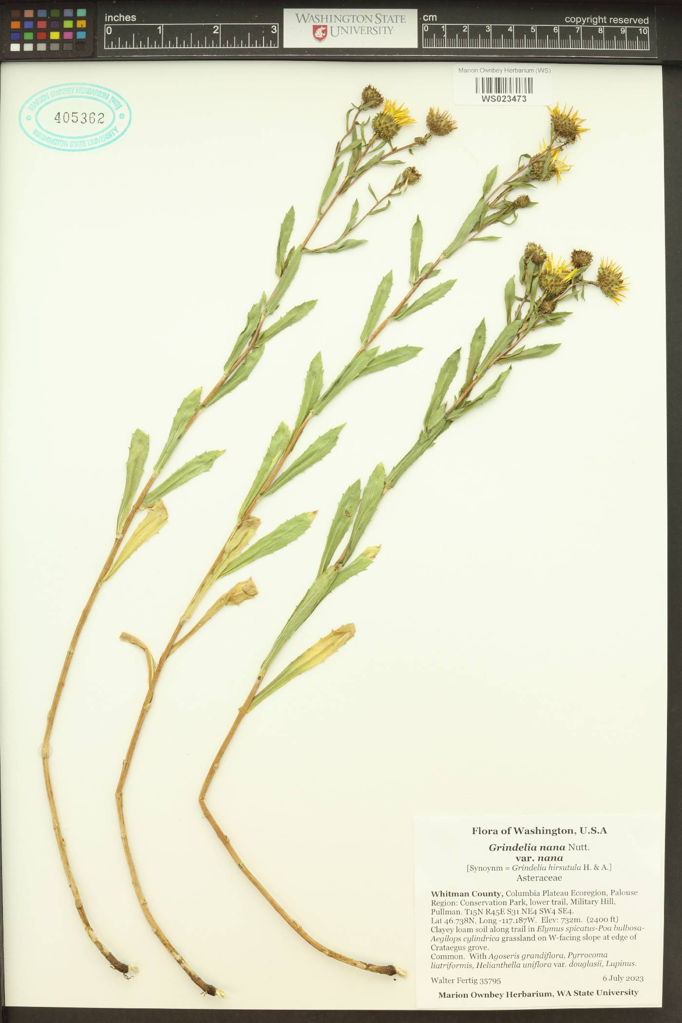 Grindelia nana var. nana image