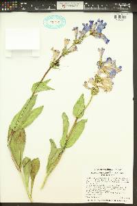 Penstemon pennellianus image