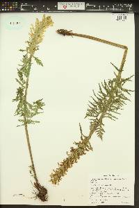 Pedicularis bracteosa image