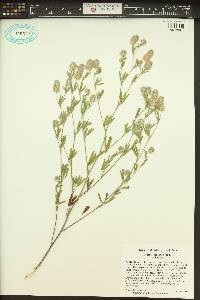 Trifolium arvense image