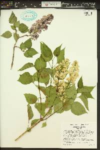 Syringa vulgaris image