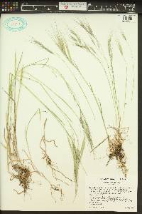 Bromus sterilis image