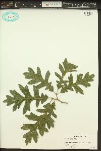 Quercus gambelii image