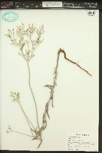 Eriogonum annuum image