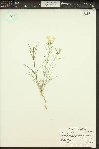 Phlox longifolia image