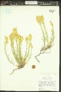 Ericameria parryi image