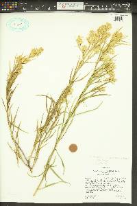 Ericameria parryi image