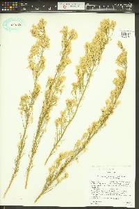 Ericameria paniculata image