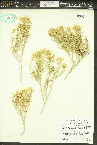 Ericameria parryi var. howardii image