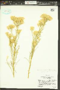 Ericameria nauseosa var. turbinata image