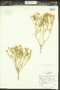 Ericameria nauseosa var. leiosperma image