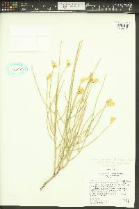 Ericameria nauseosa var. juncea image