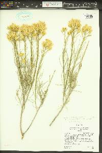 Ericameria nauseosa var. arenaria image