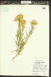 Ericameria nauseosa var. graveolens image