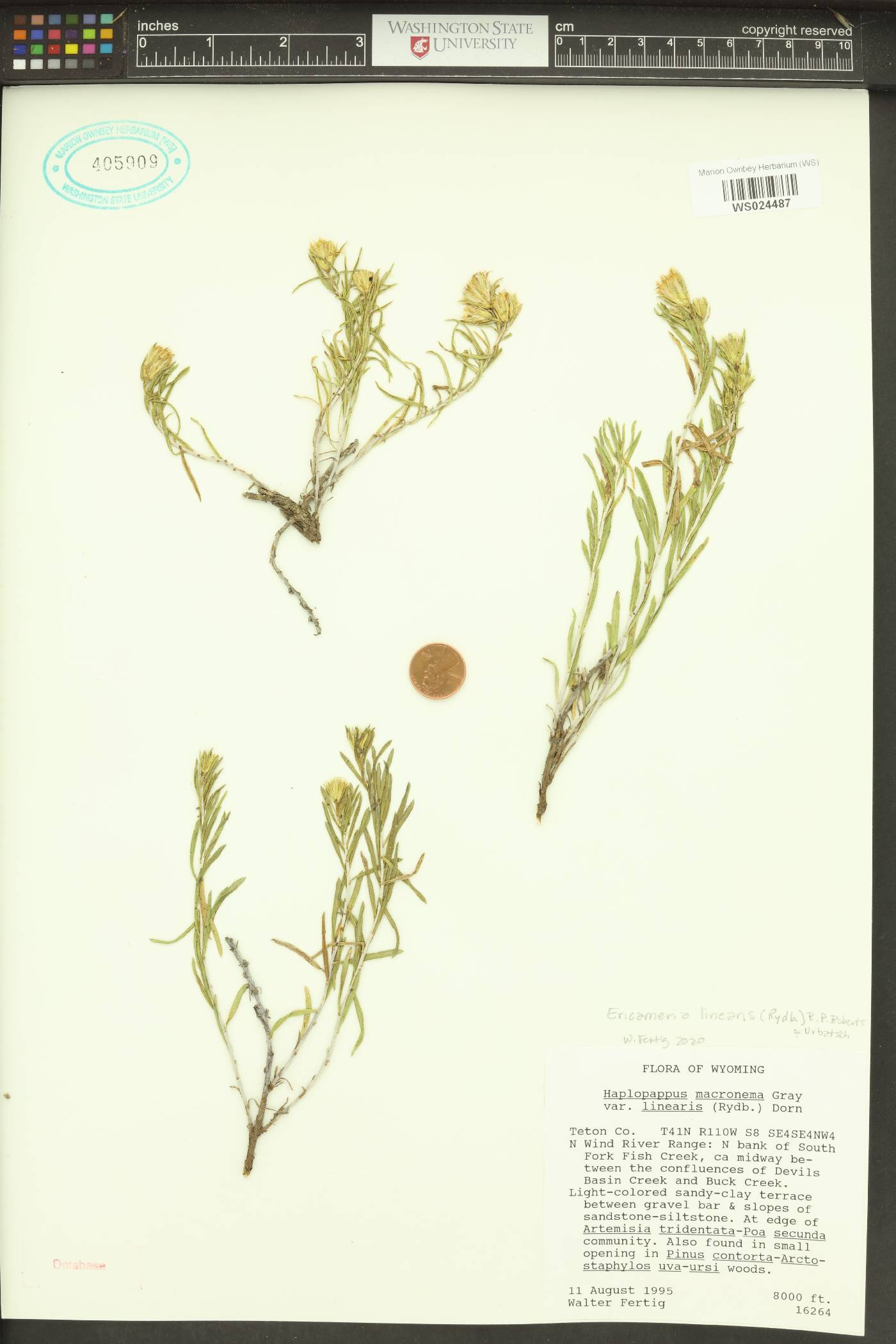 Ericameria linearis image