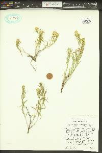 Ericameria linearis image