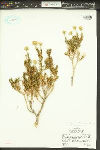 Ericameria linearifolia image