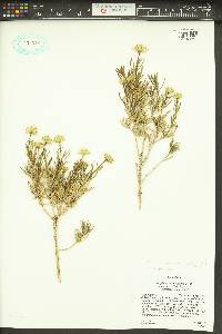 Ericameria linearifolia image