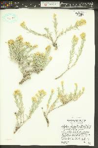 Ericameria winwardii image