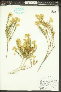 Ericameria laricifolia image