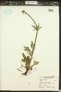 Valeriana sitchensis subsp. scouleri image