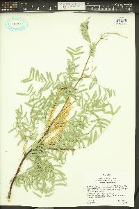 Prosopis glandulosa var. torreyana image