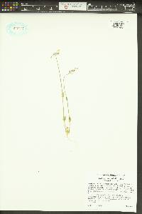 Holosteum umbellatum image