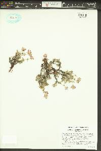 Eriogonum thymoides image
