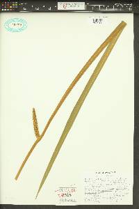 Acorus calamus image