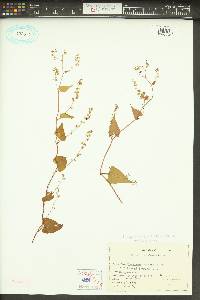 Fallopia cilinodis image