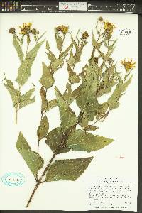 Aldama cordifolia image