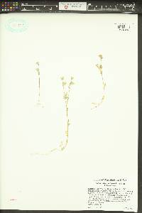 Polemonium micranthum image