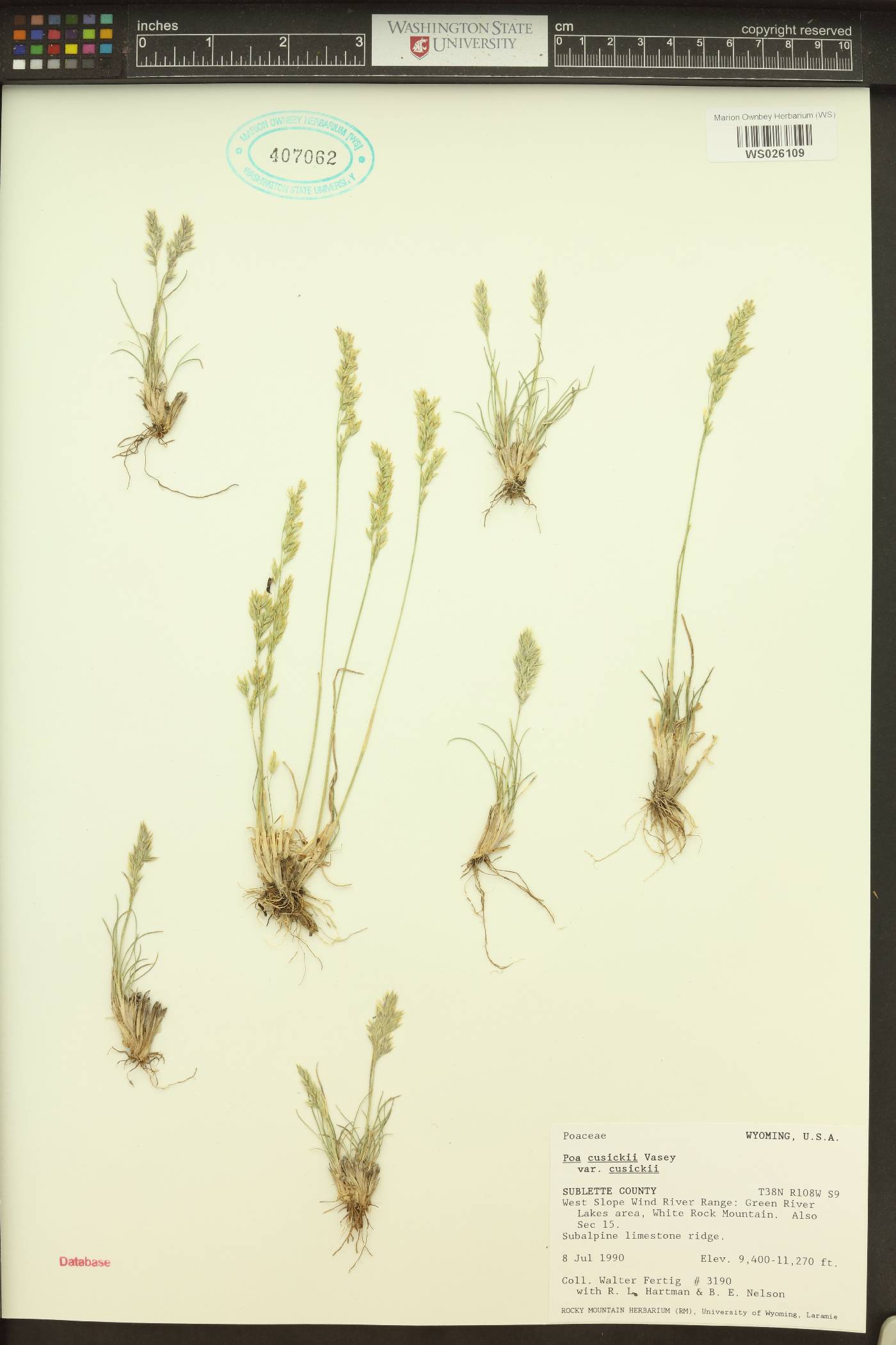 Poa cusickii image