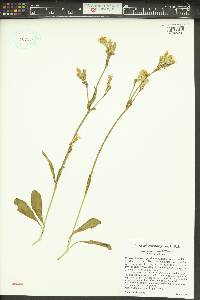 Silene oregana image