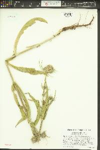 Dipsacus fullonum image