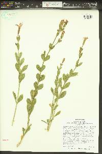 Silene laciniata image