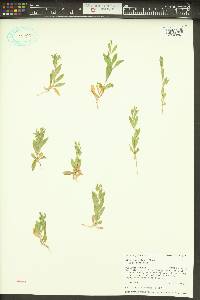 Silene menziesii image